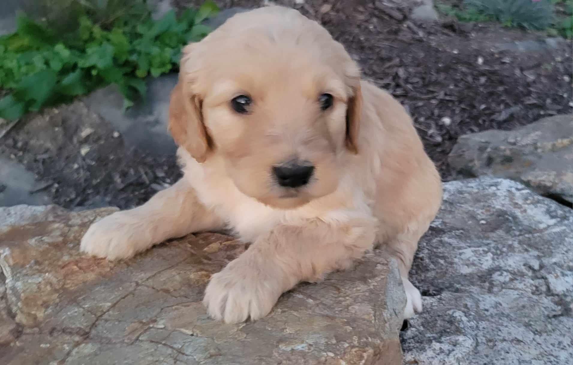 puppy, for, sale, Poodle Standard/Golden Retriever, Lana  Arnall, dog, breeder, Hartville, MO, dog-breeder, puppy-for-sale, forsale, nearby, find, puppyfind, locator, puppylocator, aca